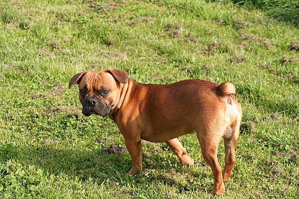 Kennel Chenil