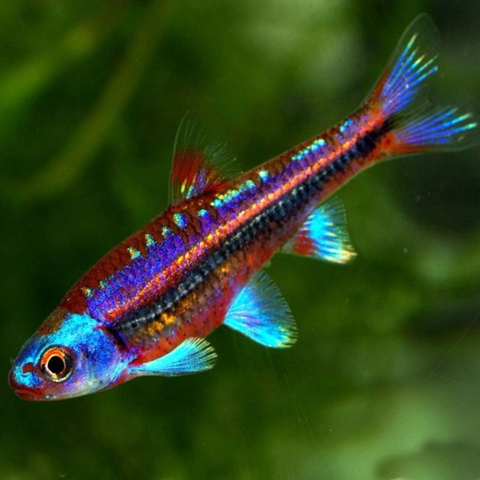 Rainbow Breeding Shiner Minnows RAINBOW SHINER (Notropsis