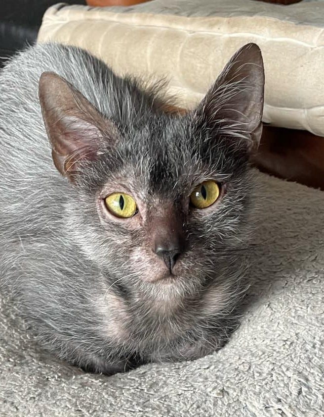 Persian Cat Cat That Looks Like A Werewolf Werewolf Rare Persian