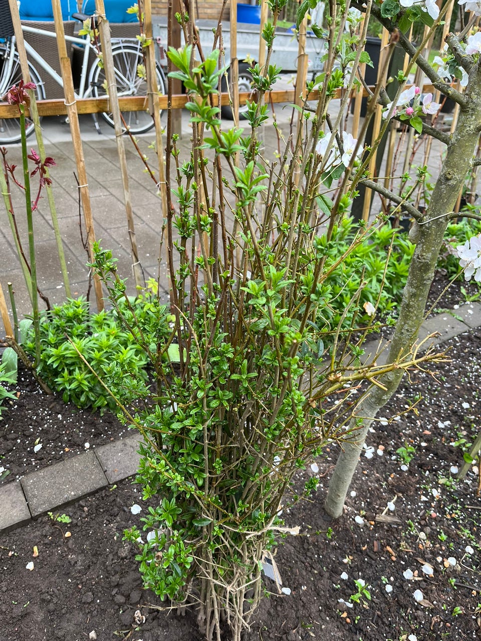 Hk planter Liguster | DBA