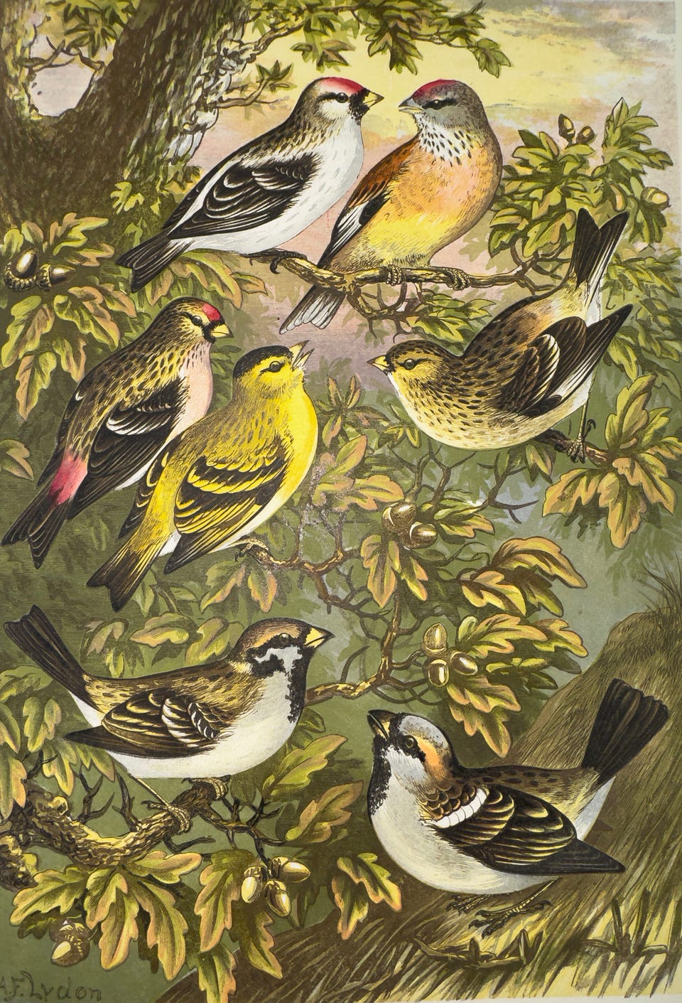 Galleribillede
