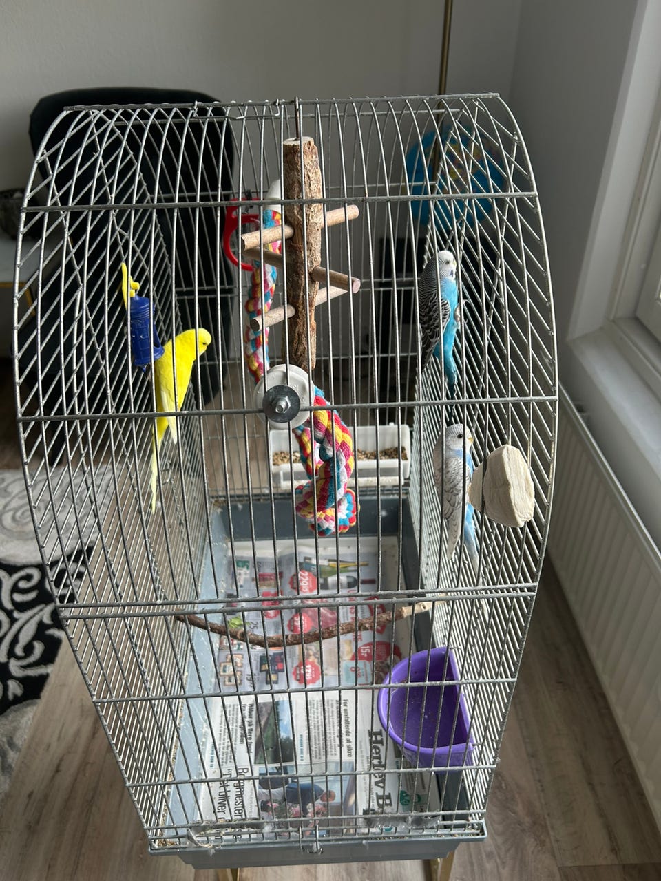 Galleribillede