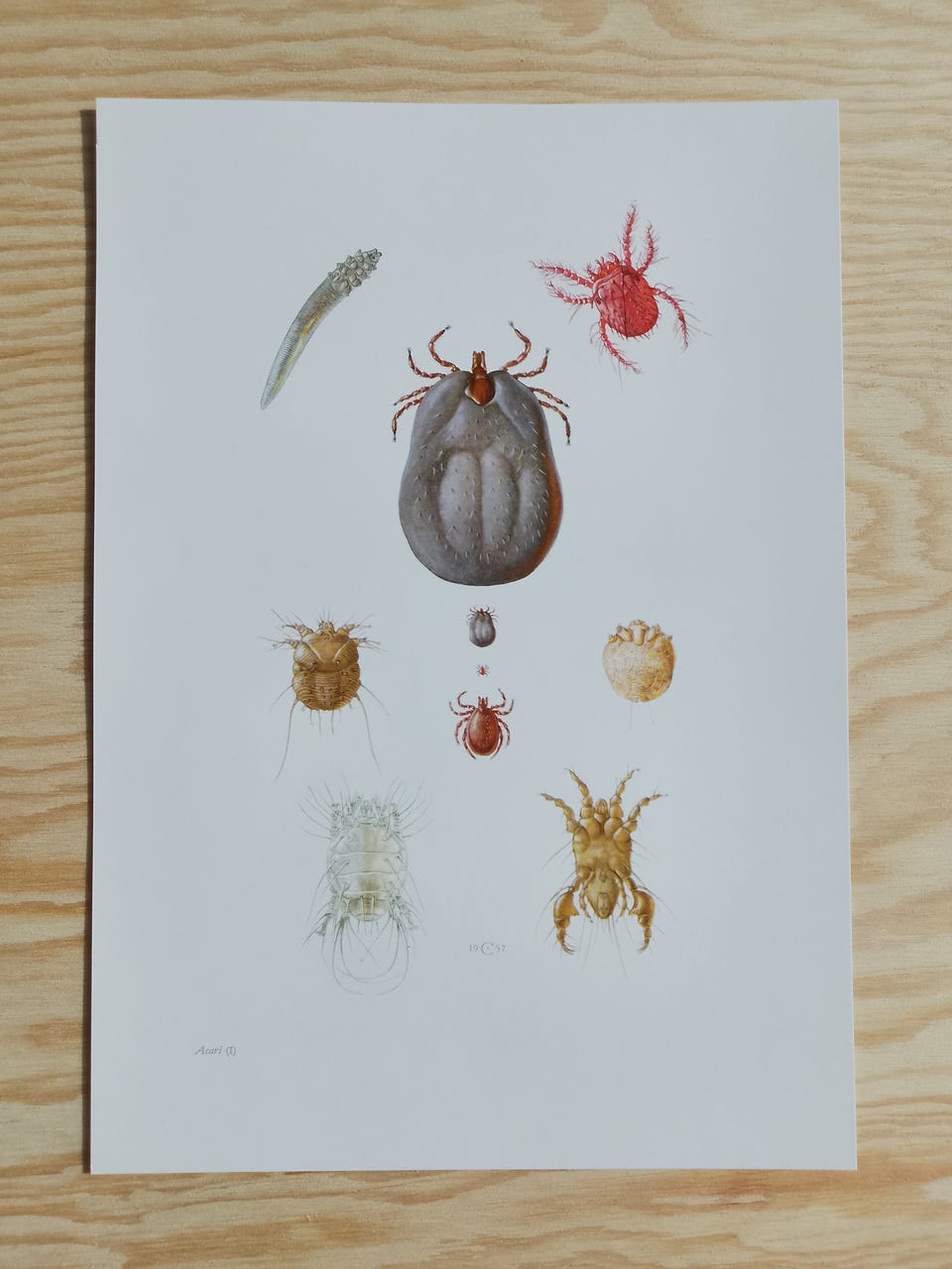 Galleribillede