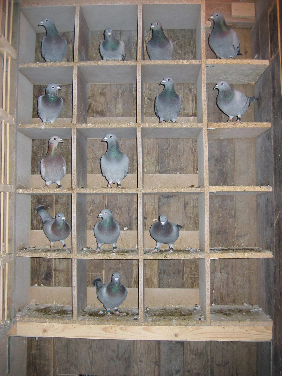 Galleribillede