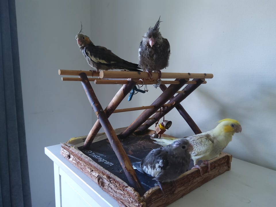 Galleribillede