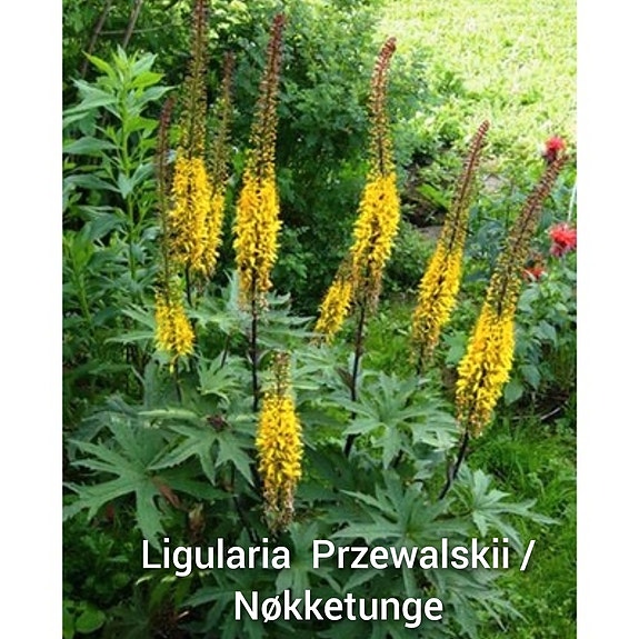 Product image 14 of 40