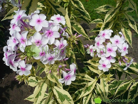 Product image 23 of 100