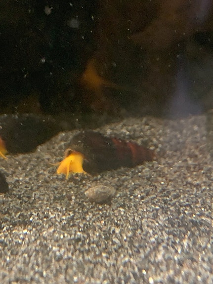 Product image 1 of 7