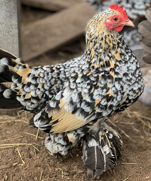 Product image 4 of 7