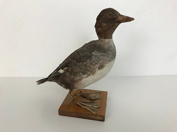 Product image 1 of 8