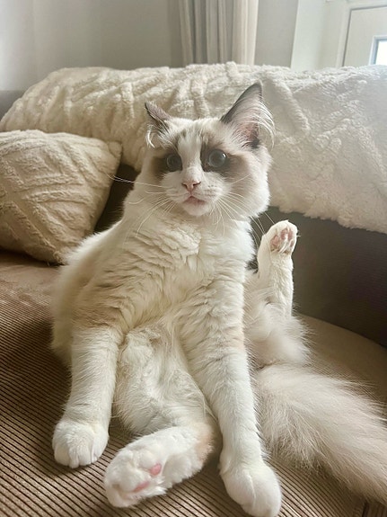 Product image 4 of 10