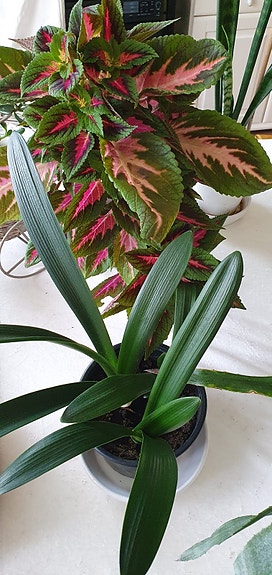 Product image 1 of 8