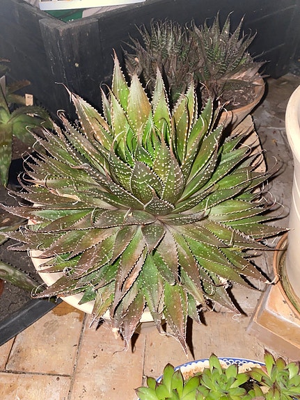 Product image 6 of 8