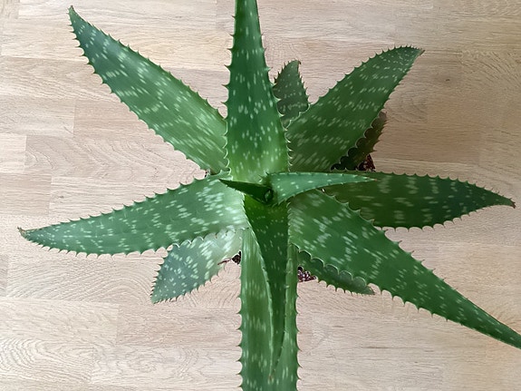 Product image 4 of 8