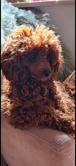 Product image 1 of 10