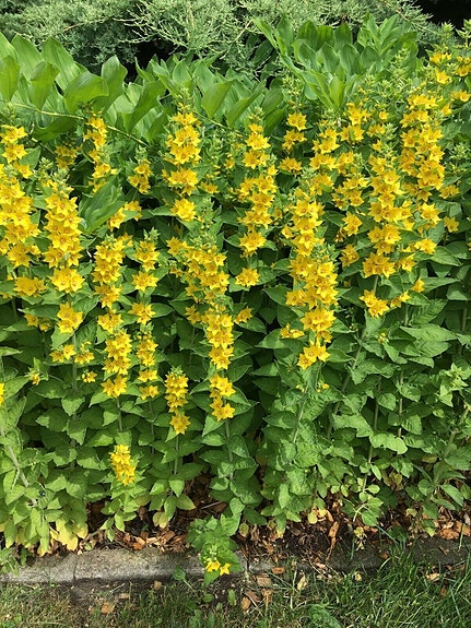 Product image 1 of 10