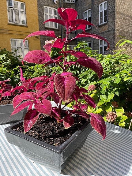 Product image 1 of 8