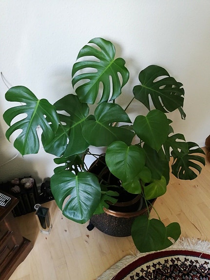 Product image 1 of 8
