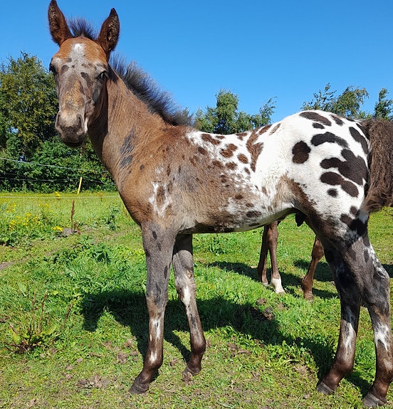 Product image 8 of 9