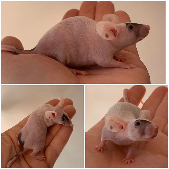 Product image 4 of 8