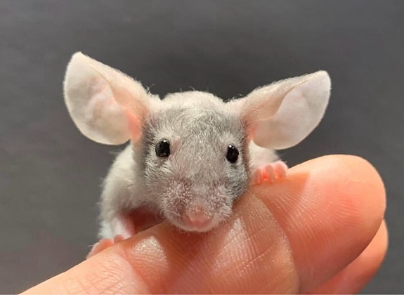 Product image 1 of 8