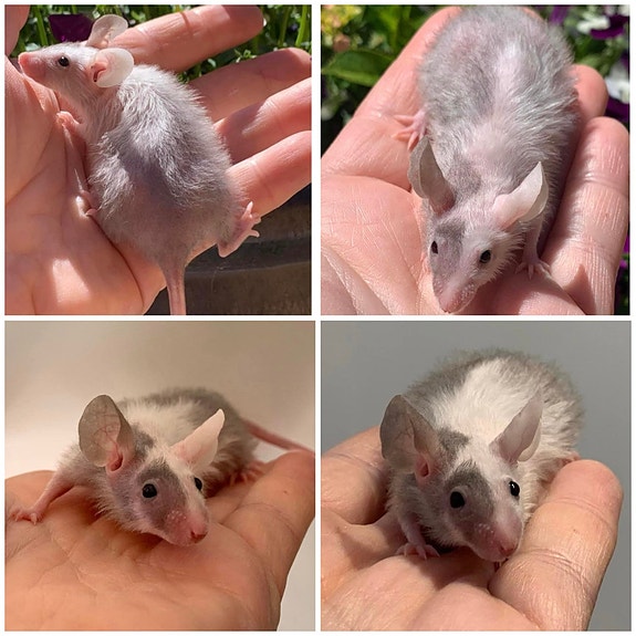 Product image 3 of 8