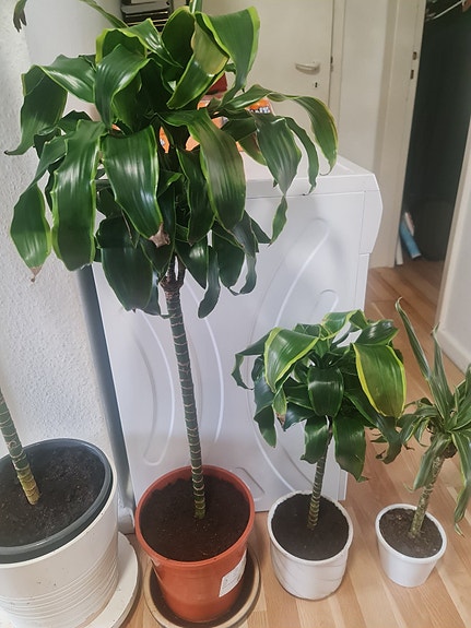 Product image 1 of 8