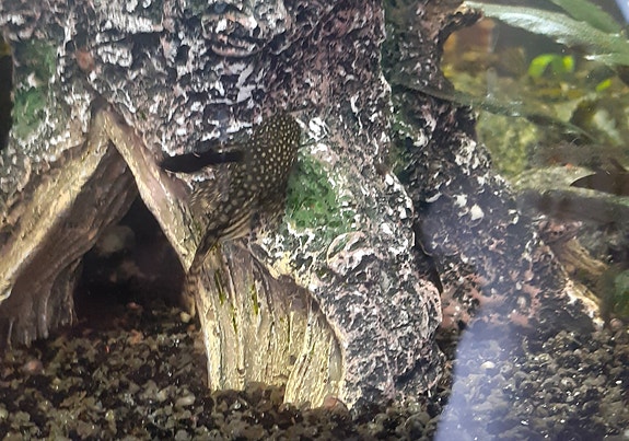 Product image 1 of 7