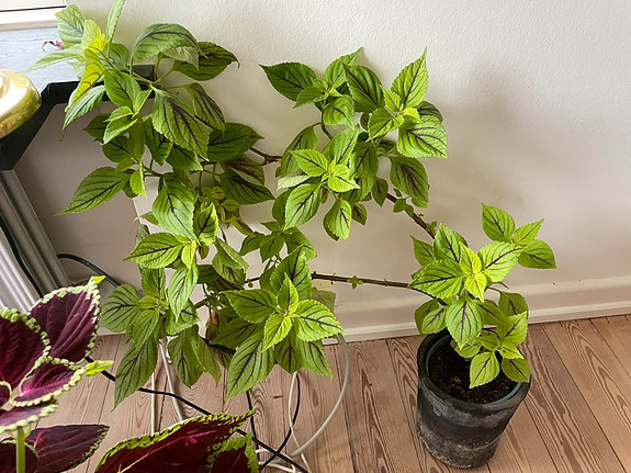 Product image 8 of 13