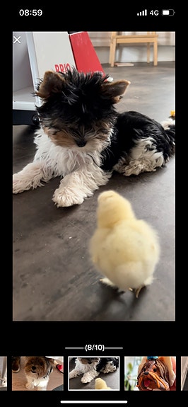 Product image 5 of 10