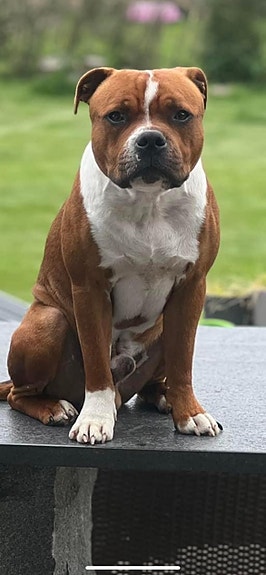 Red Pied Staffordshire Bull Terrier Staffordshire Bull Terrier 2025