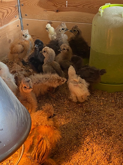 Product image 7 of 10