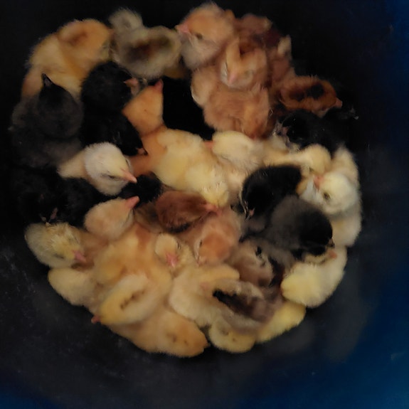 Product image 1 of 5