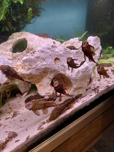 Product image 1 of 6