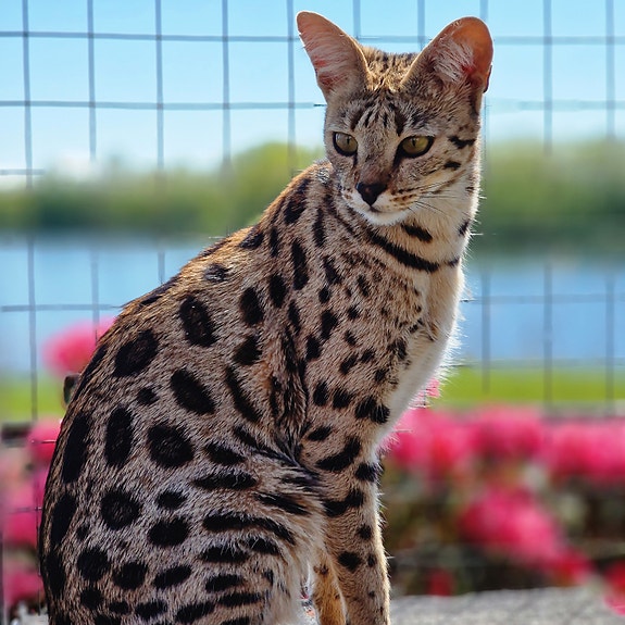 Cat F1 F2 F3 Gato Savannah Price Savannah Kat Katte Til Salg DBA - Main Image