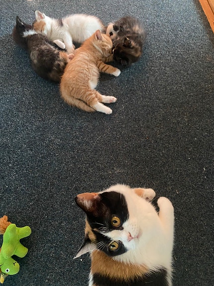 Product image 5 of 10