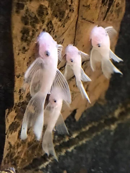 Product image 1 of 4