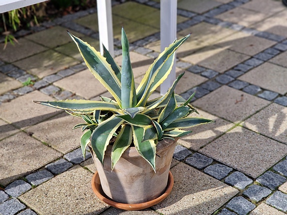 Product image 11 of 13