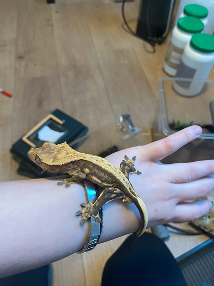 Product image 7 of 8