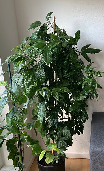 Product image 13 of 36