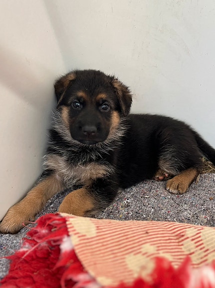 Humboldt Ca Big Dog Breeds With Curly Hair Amerikansk Hunde Til