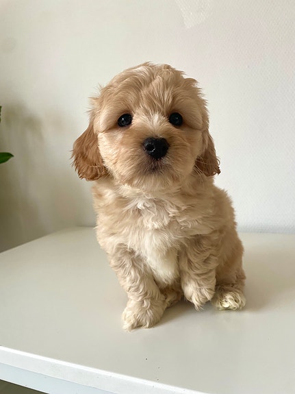 Product image 1 of 10