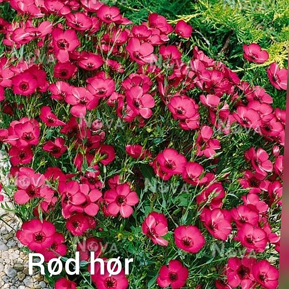 Product image 68 of 100