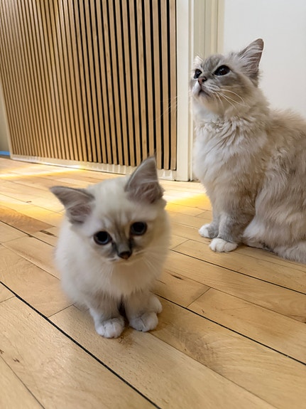 Køb katte Til salg (side 6) DBA - Main Image