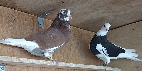 Product image 1 of 3