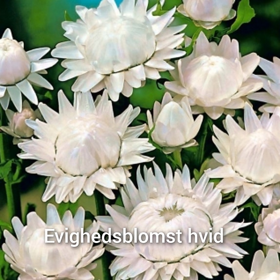 Product image 31 of 55