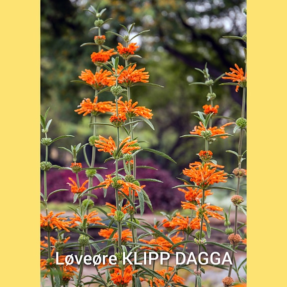 Product image 21 of 55