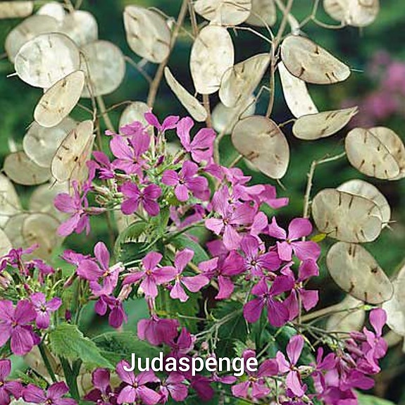 Product image 17 of 55