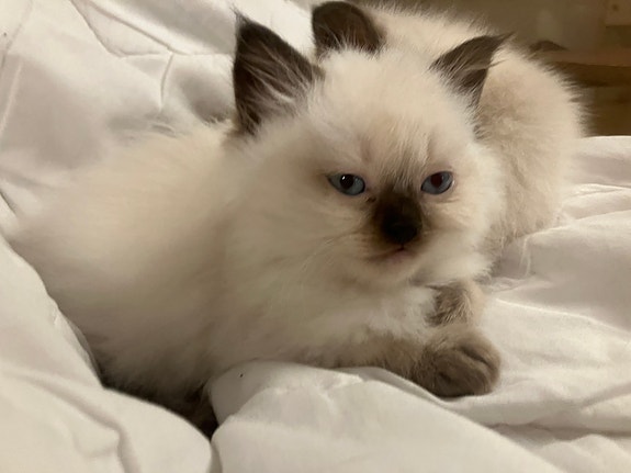 Product image 7 of 10