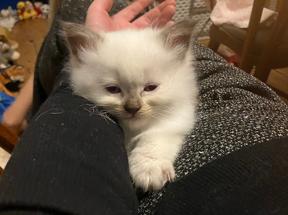 Product image 8 of 10